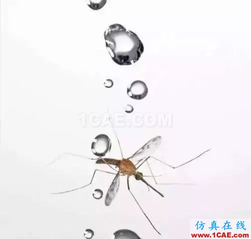 為什么蚊子永遠(yuǎn)不會(huì)被雨砸死？千萬(wàn)別被孩子問住了！fluent分析案例圖片4